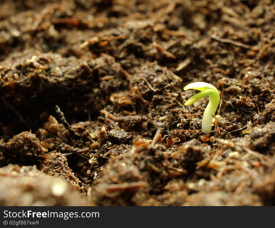 Very small growing green basil plant in early spring. Very small growing green basil plant in early spring