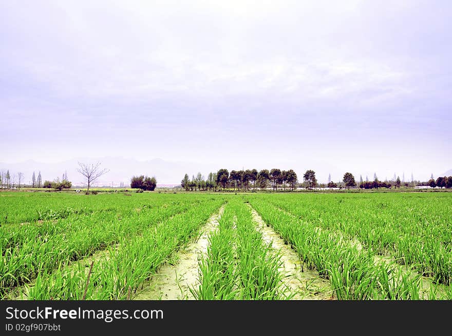 Green crops,growing.blue sky. Green crops,growing.blue sky