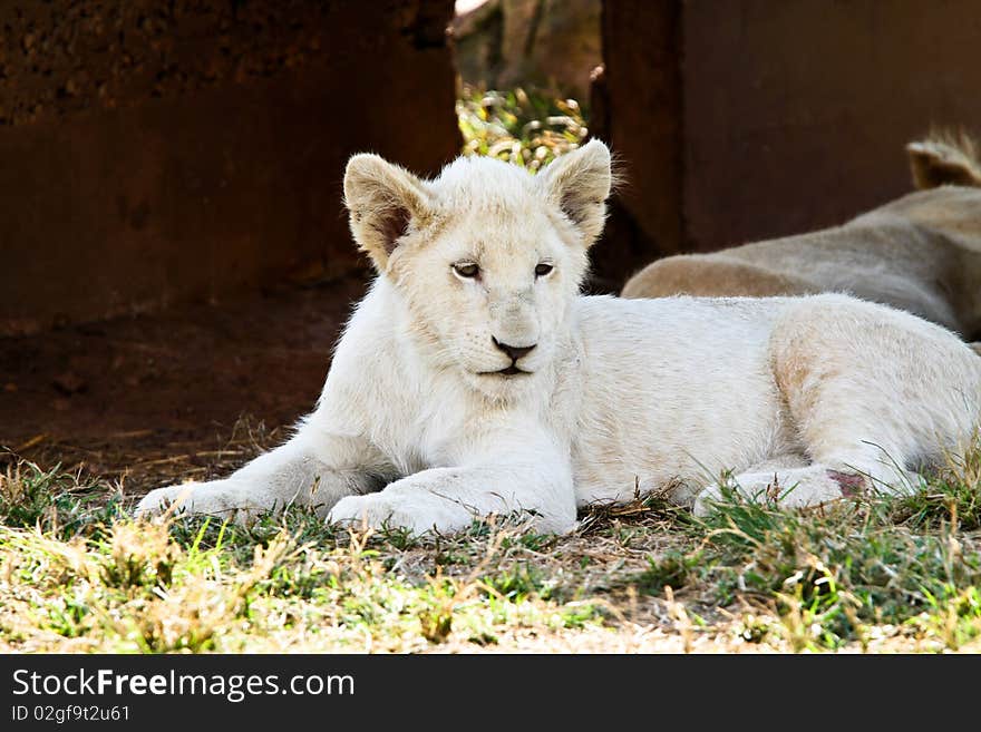 White Lion Cub