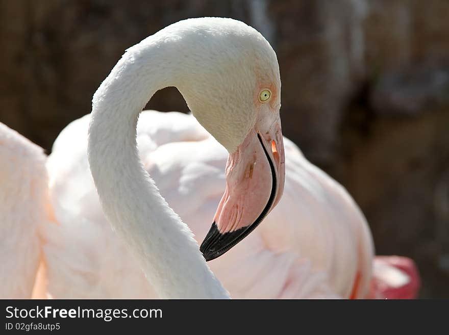 Pink Flamingo