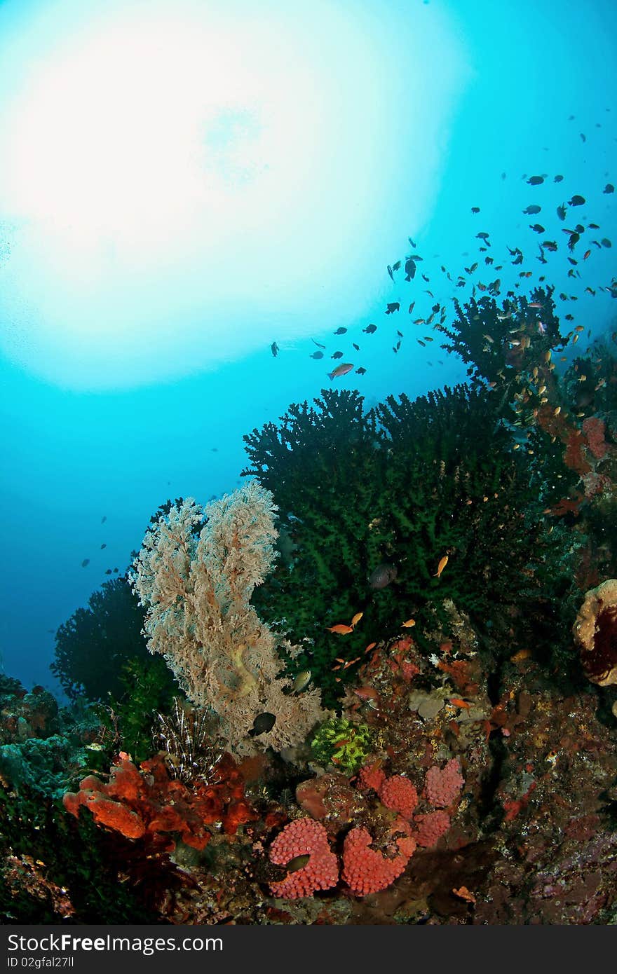 An underwater view at Ambon, Maluku, Indonesia. So beautiful and colorful reef formation and clear water. An underwater view at Ambon, Maluku, Indonesia. So beautiful and colorful reef formation and clear water