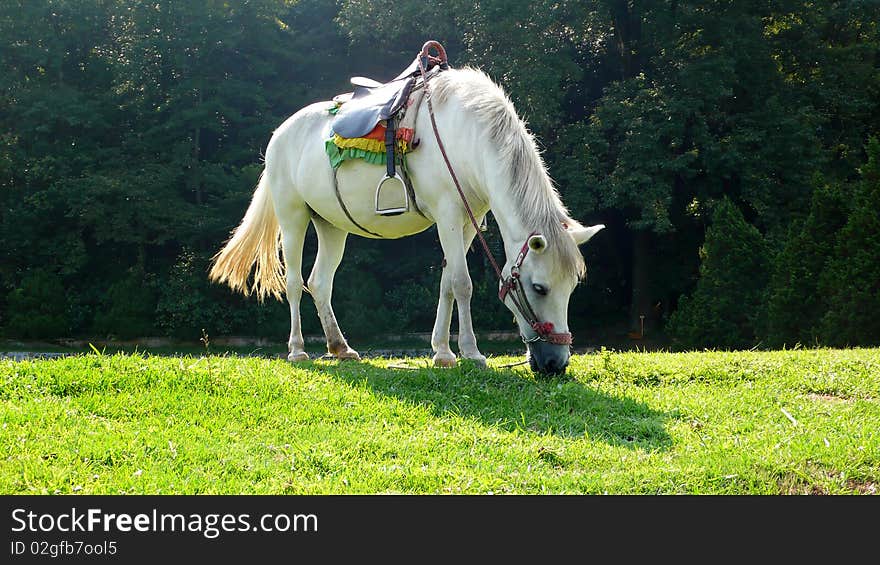 A white horse grazing in the grass