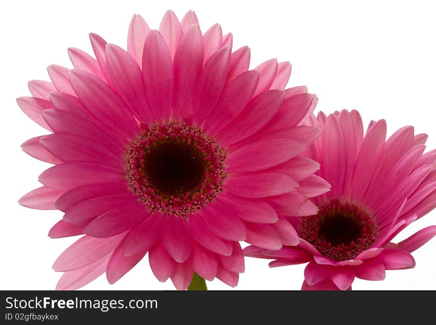 Close up of a Gerbera, a member of the daisy family of flowers