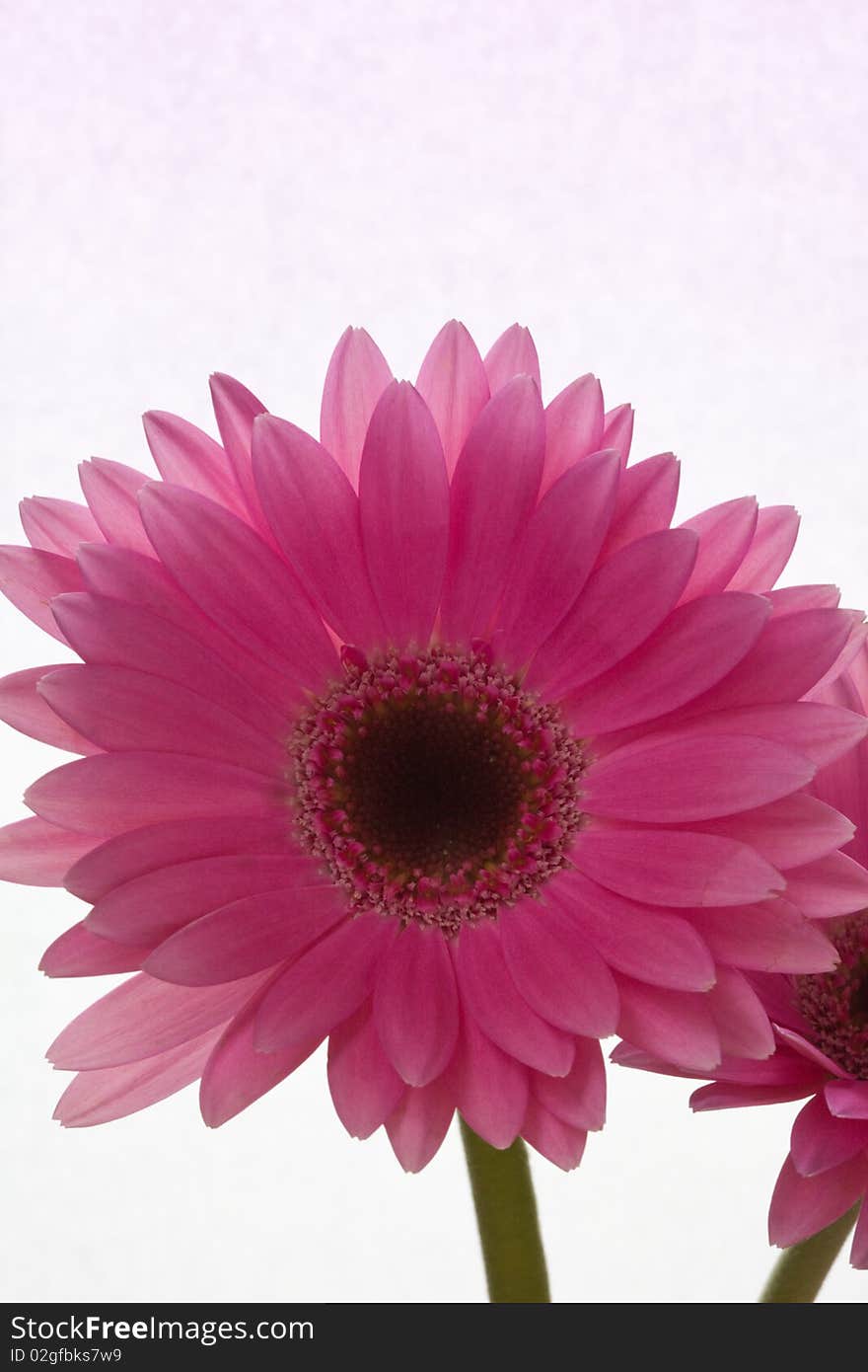 Close up of a Gerbera, a member of the daisy family of flowers