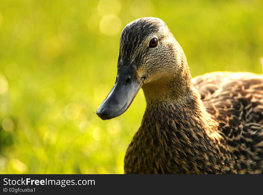 A portrait of a mother duck. A portrait of a mother duck.