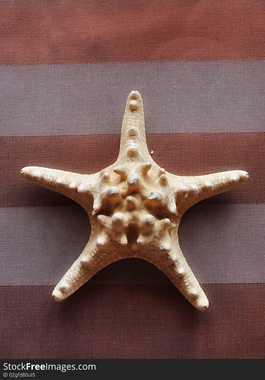 Sea Starfish