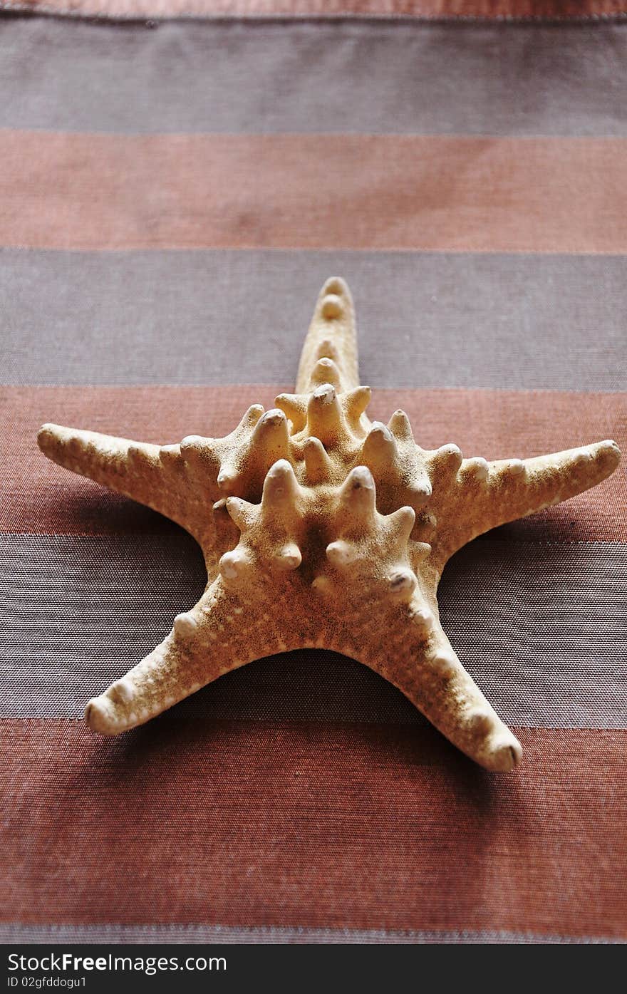 Sea starfish on the stripy background