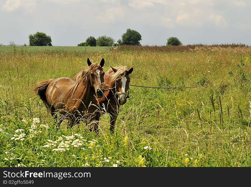 Two horses in the summer field. Two horses in the summer field.