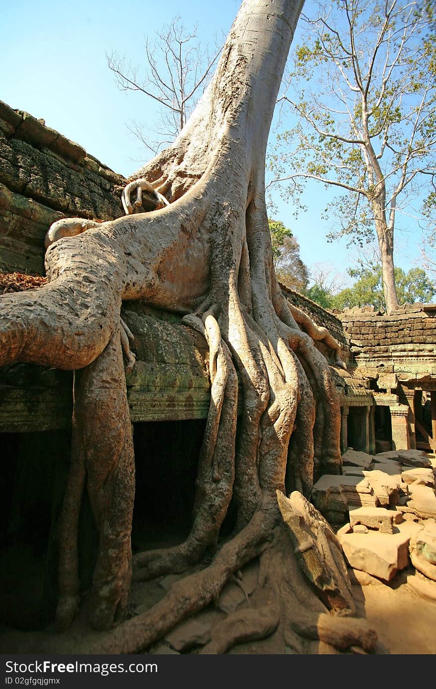 Cambodia's temple of Ta Prohm in Angkor Wat roots of big trees