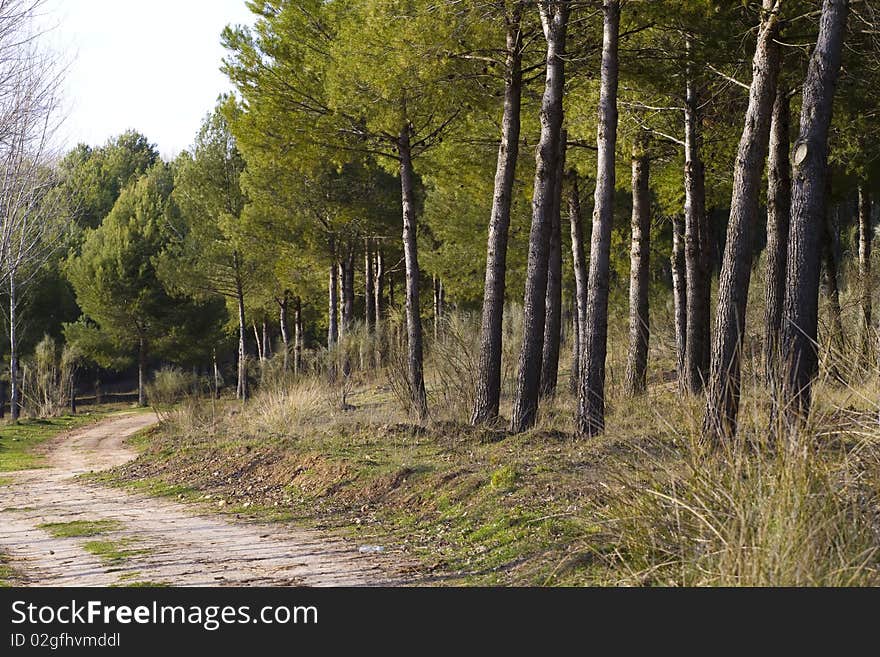 Forest with rural way, green nature