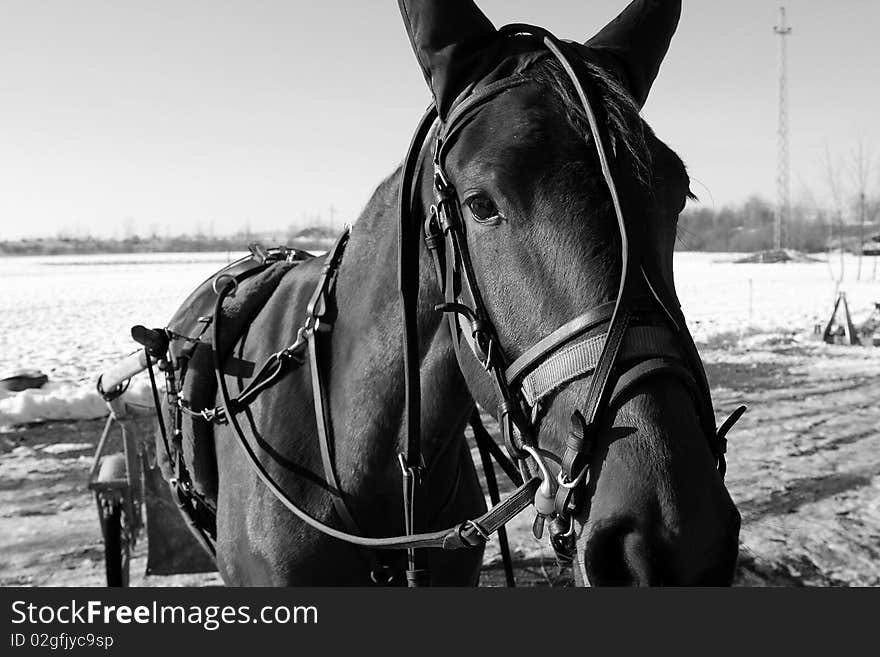 Horse with carrige on winter time