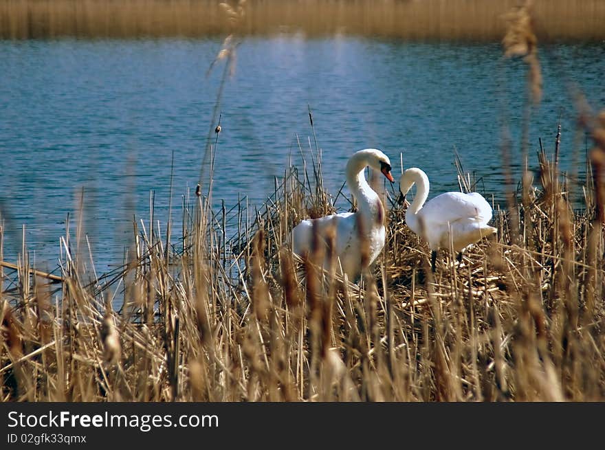 Swan pair hiding in the reeds