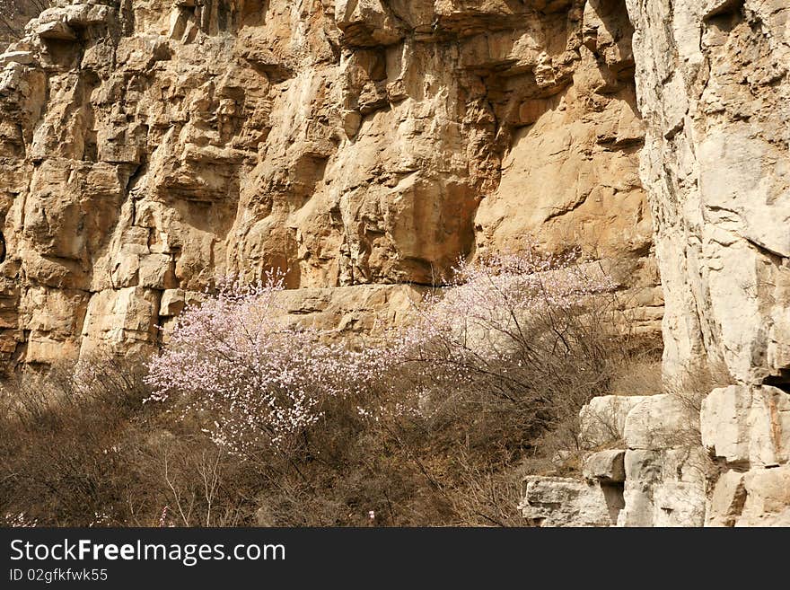 Early spring, prunus davidiana bloom in mountains in north China. Early spring, prunus davidiana bloom in mountains in north China