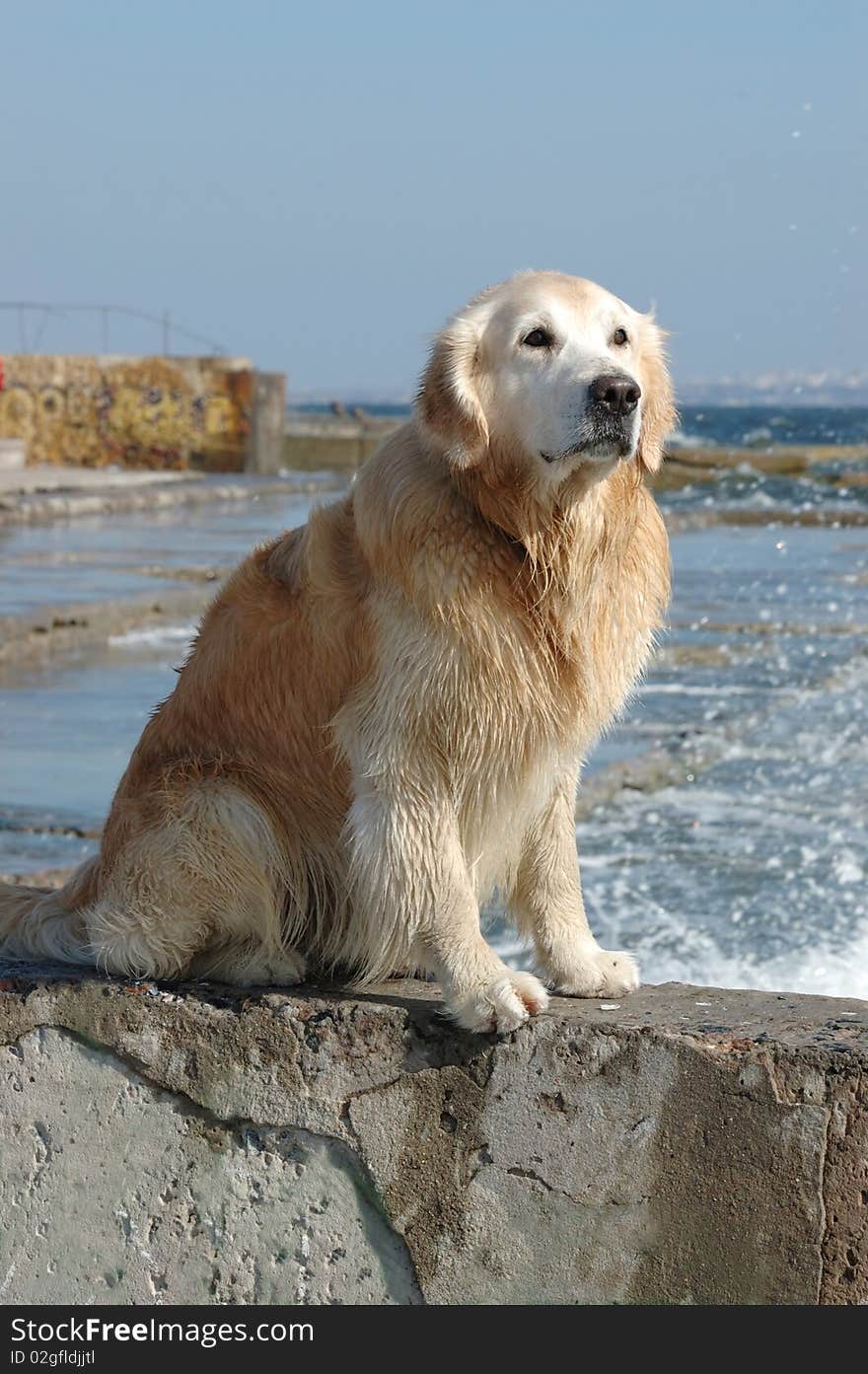 Portrait Of Golden Retriever Dog At The Sea