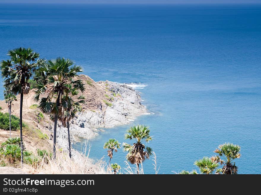 Ocean coast with palm trees