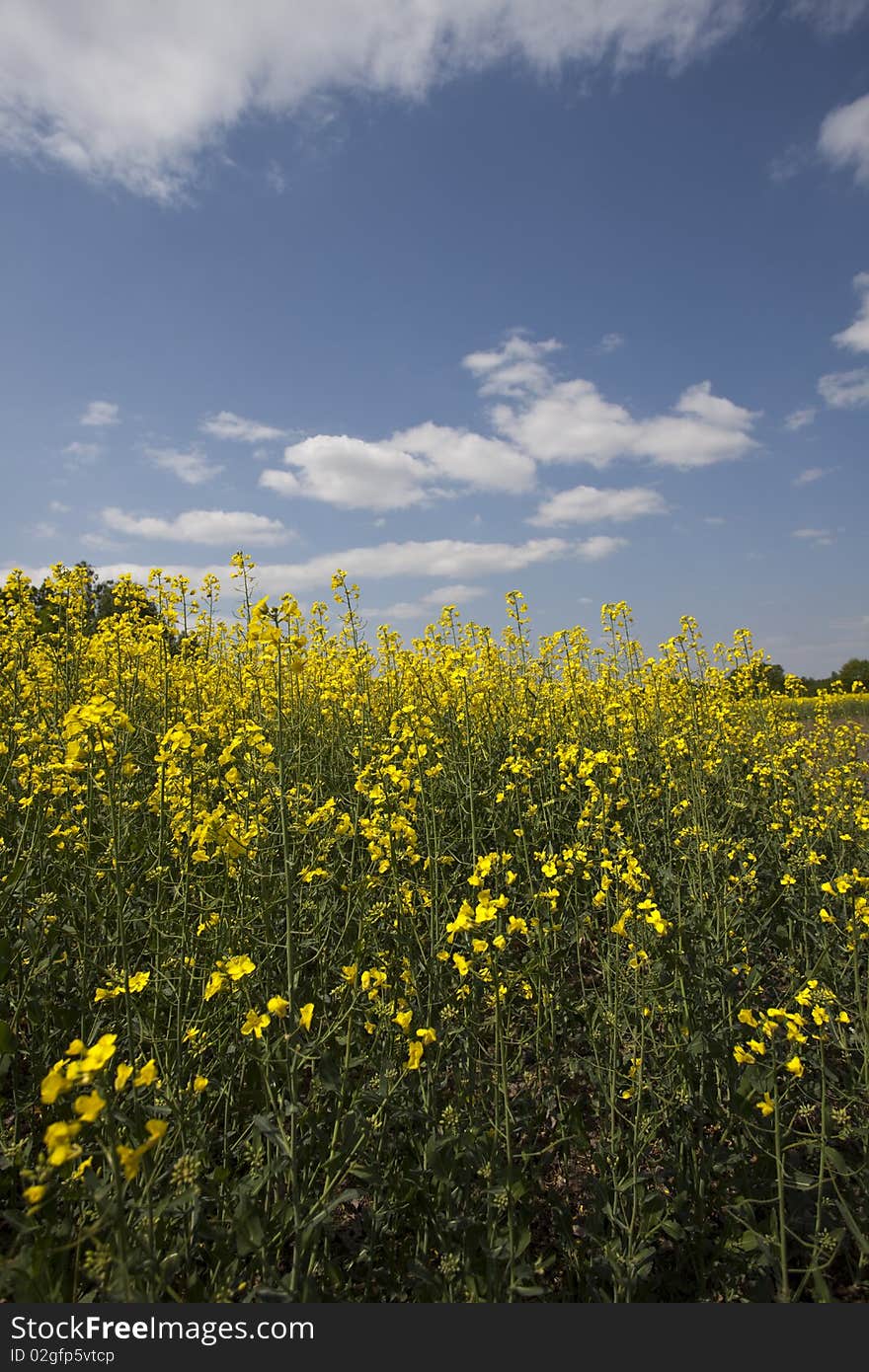 Yellow oilseed rape in southern Poland