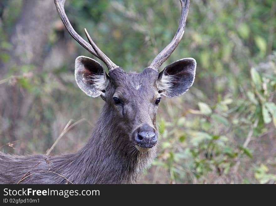 Close up of a male sambar deer in Kanha national park, India