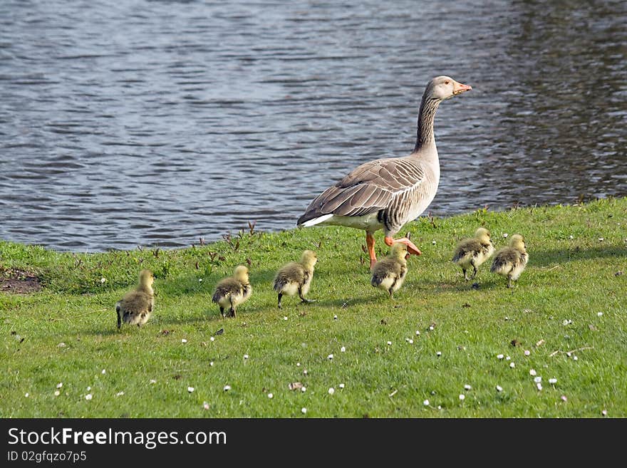 Newborn little gooses following their mother. Newborn little gooses following their mother