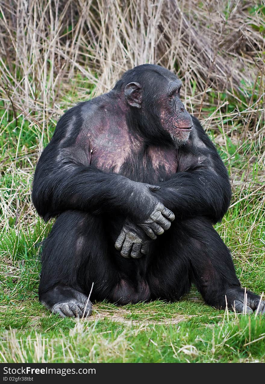 Chimpanzee sitting in a human position in the grass