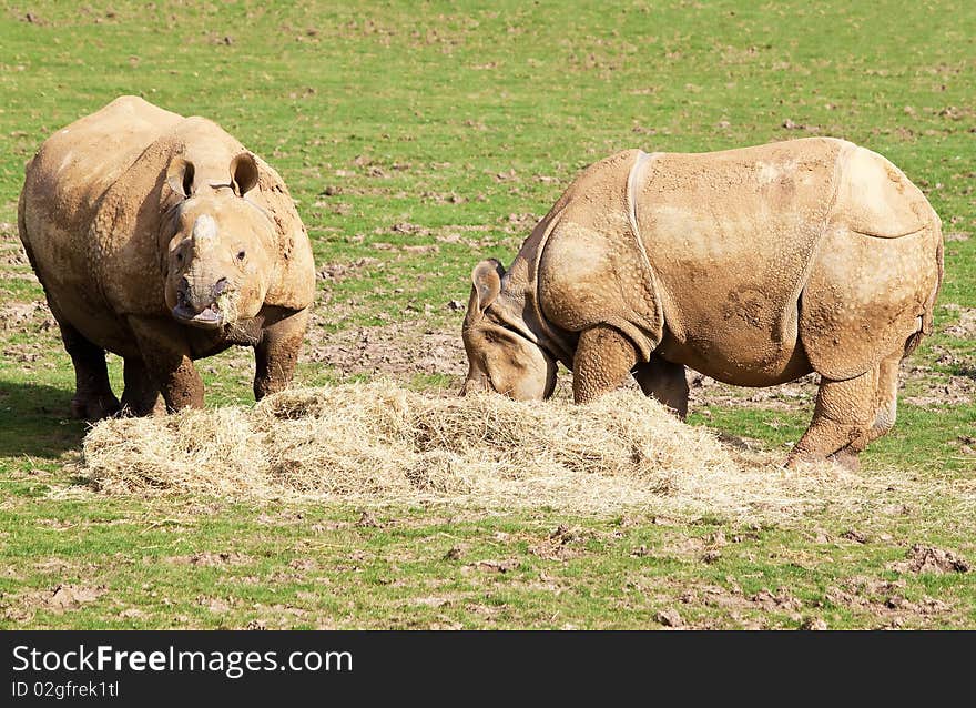 Two nepal rhinos eating in a green grass field