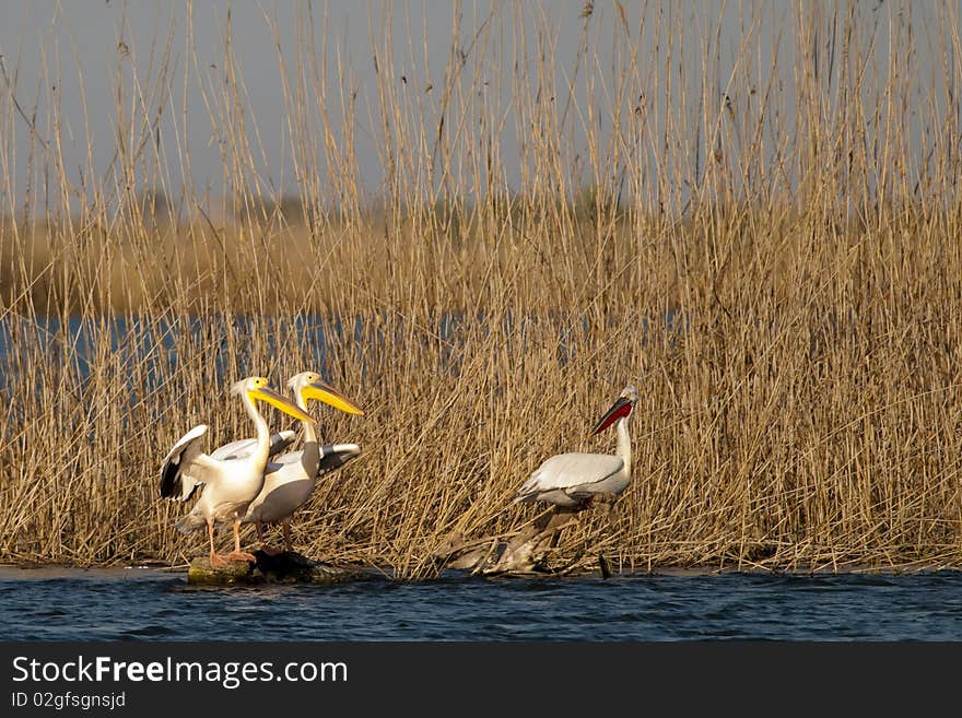 Two Great White and one Dalmatian Pelicans on reed