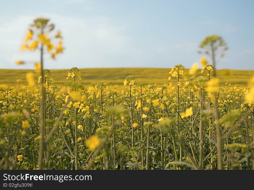 Beautiful field with yellow flowers.