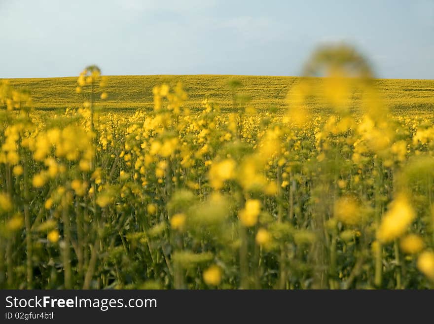 Beautiful yellow field.