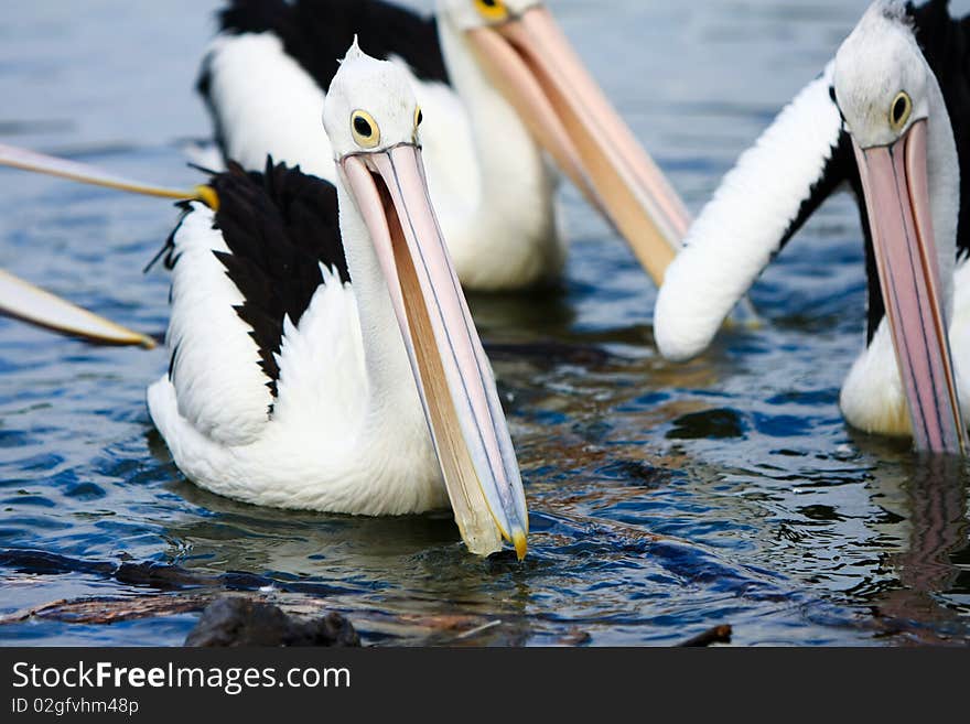 Group of Australian Pelicans together in a pond. Group of Australian Pelicans together in a pond.