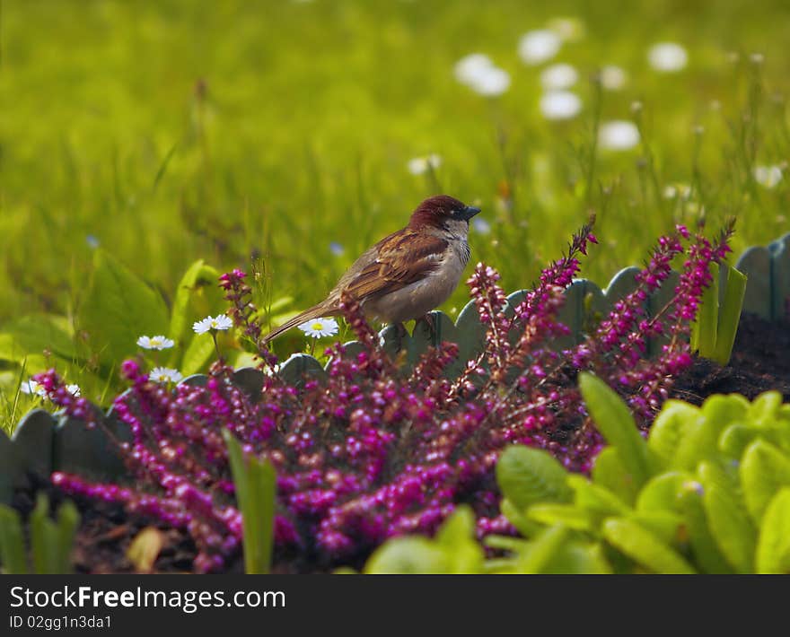 Sparrow in the Green Grass