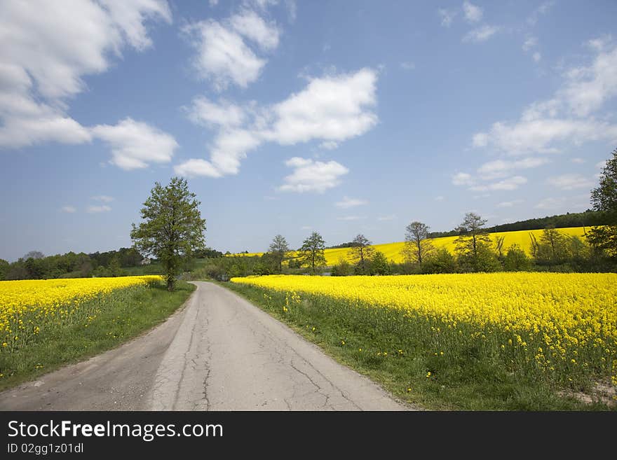 Yellow oilseed rape in southern Poland