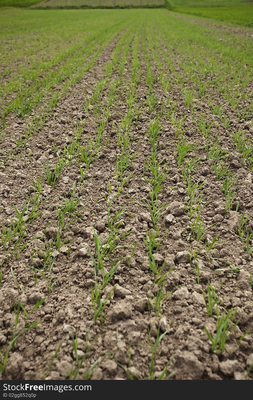 Yellow oilseed rape in southern Poland