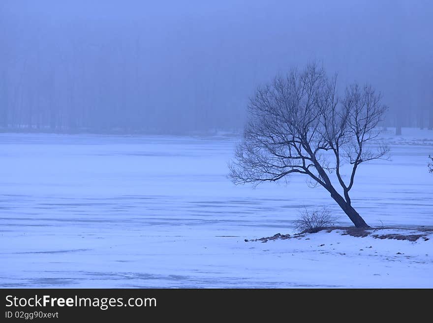 Single tree in winter weather by the frozen lake