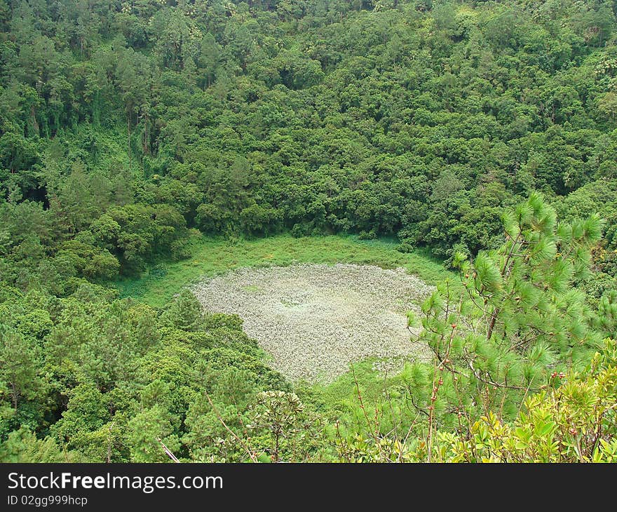 Various types of exotic plants / fauna grown in a crater formed by a huge asteroid, in Mauritius. Various types of exotic plants / fauna grown in a crater formed by a huge asteroid, in Mauritius.