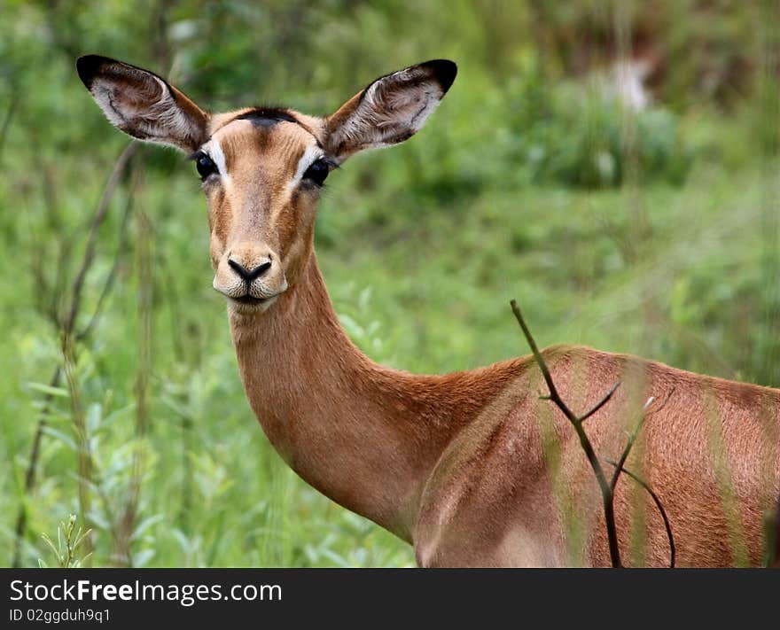 An antilope in Swaziland, Africa. An antilope in Swaziland, Africa