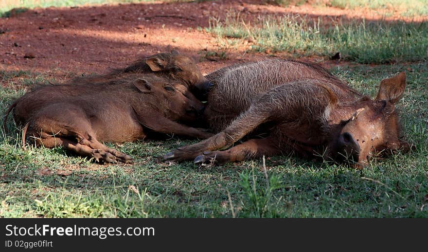 Mother wild hog feeding her babies. Mother wild hog feeding her babies