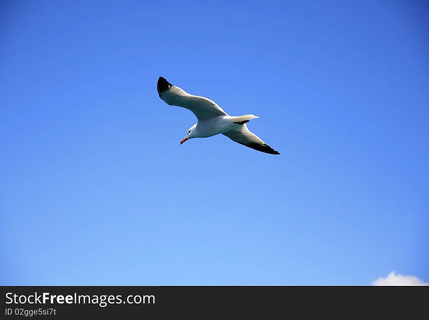 Seagull