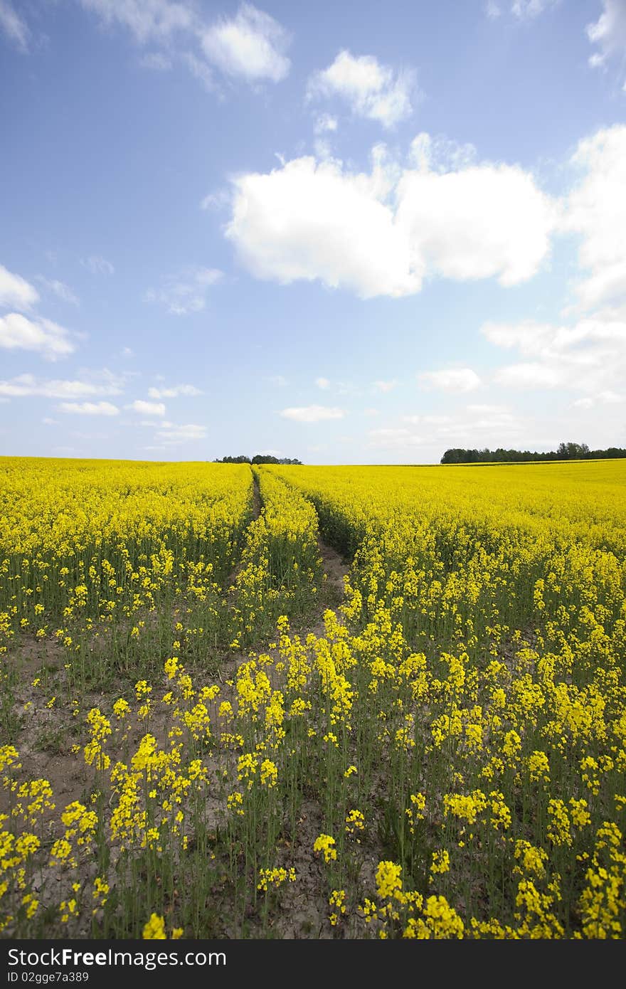 Yellow oilseed in southern Poland. Yellow oilseed in southern Poland