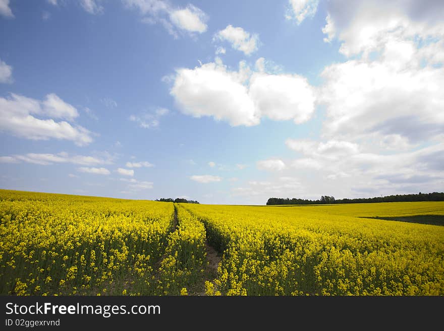 Yellow oilseed in southern Poland. Yellow oilseed in southern Poland