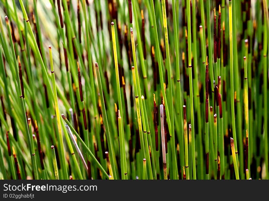 Growing young bamboo as close up