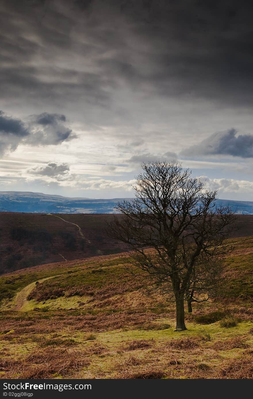 A Tree On A Moor