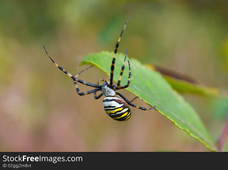 Black and Yellow garden spider