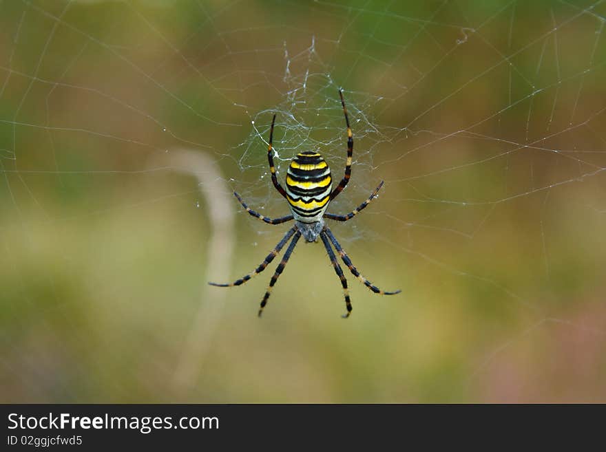 Black and Yellow garden spider