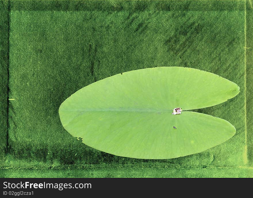 Sheet of the water lily on grunge background