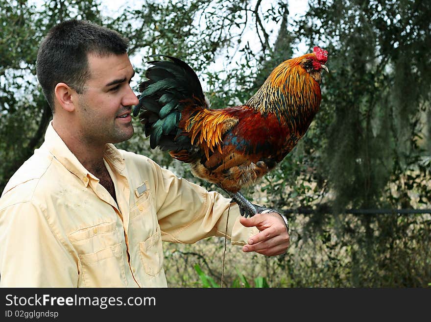 Shot of a man holding colorful rooster