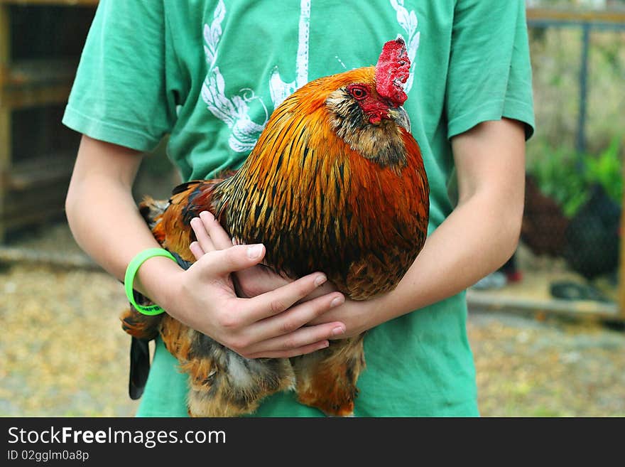 Young boy holding a beautiful rooster