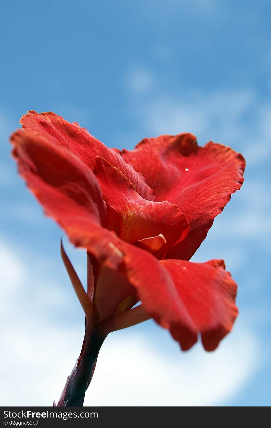 Tropical exotic flowers of Borneo. Live exotic tropical flowers of Borneo naturally growing in the nature.