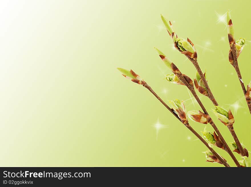 Blossoming germs of a bird cherry background