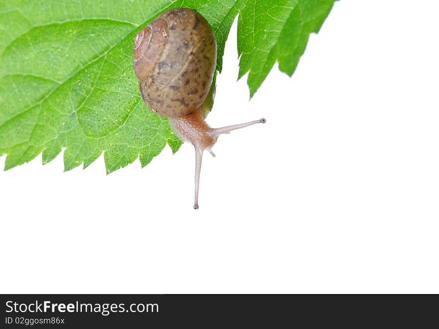 Leaves and snail