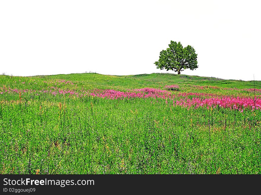 Oak on summer field