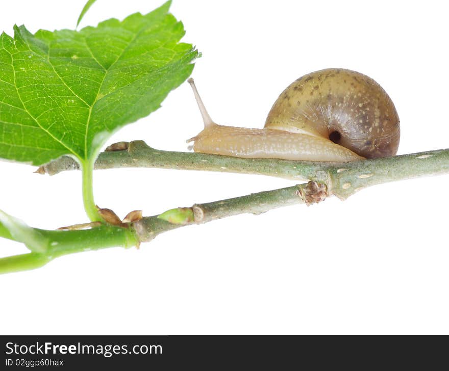 Leaves and snail